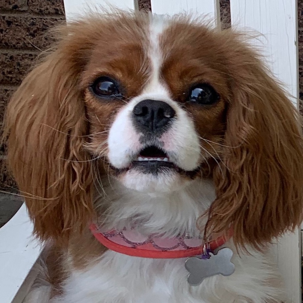 Meet your Posher, Connie